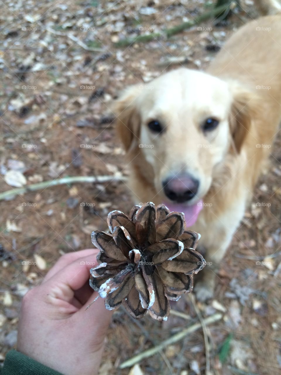 Pine cone 