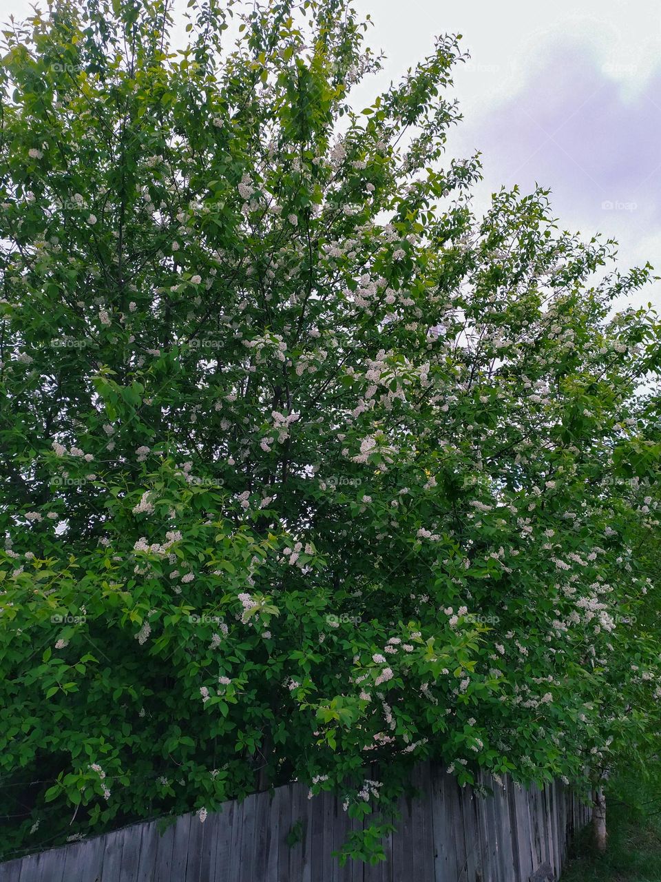 Bird-cherry tree