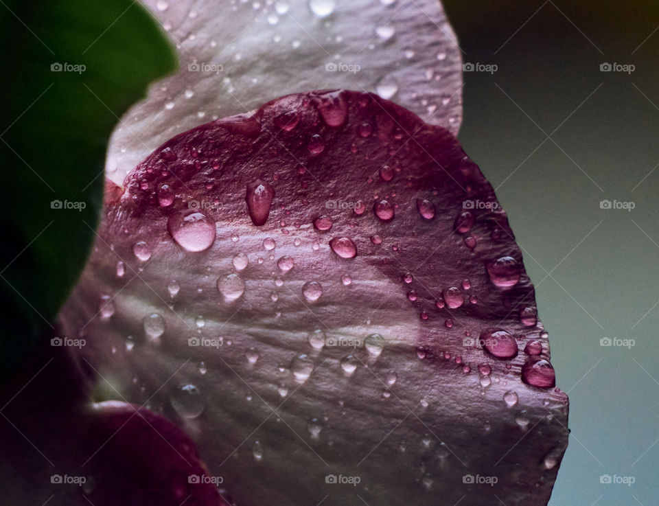 Allamanda flower petal  - closeup