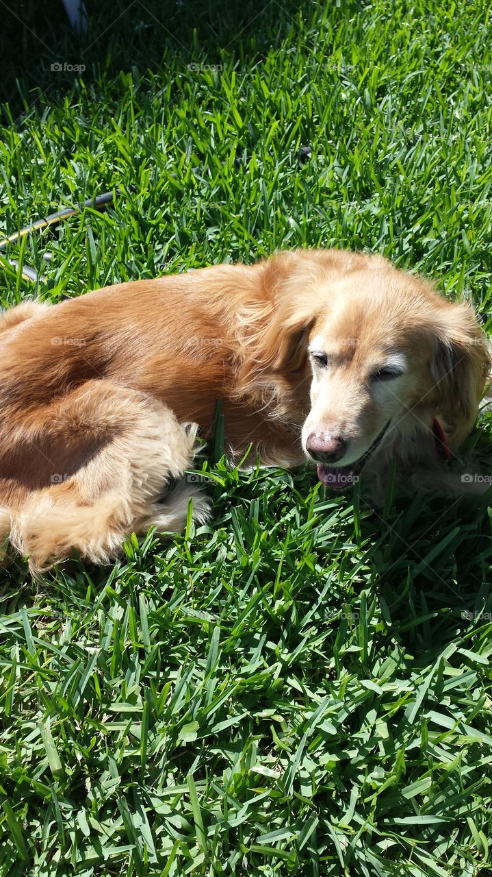 This is my dog Sunny. He's a mix of golden retriever and cocker spaniel. He has the sweetest smile and the biggest brown eyes.