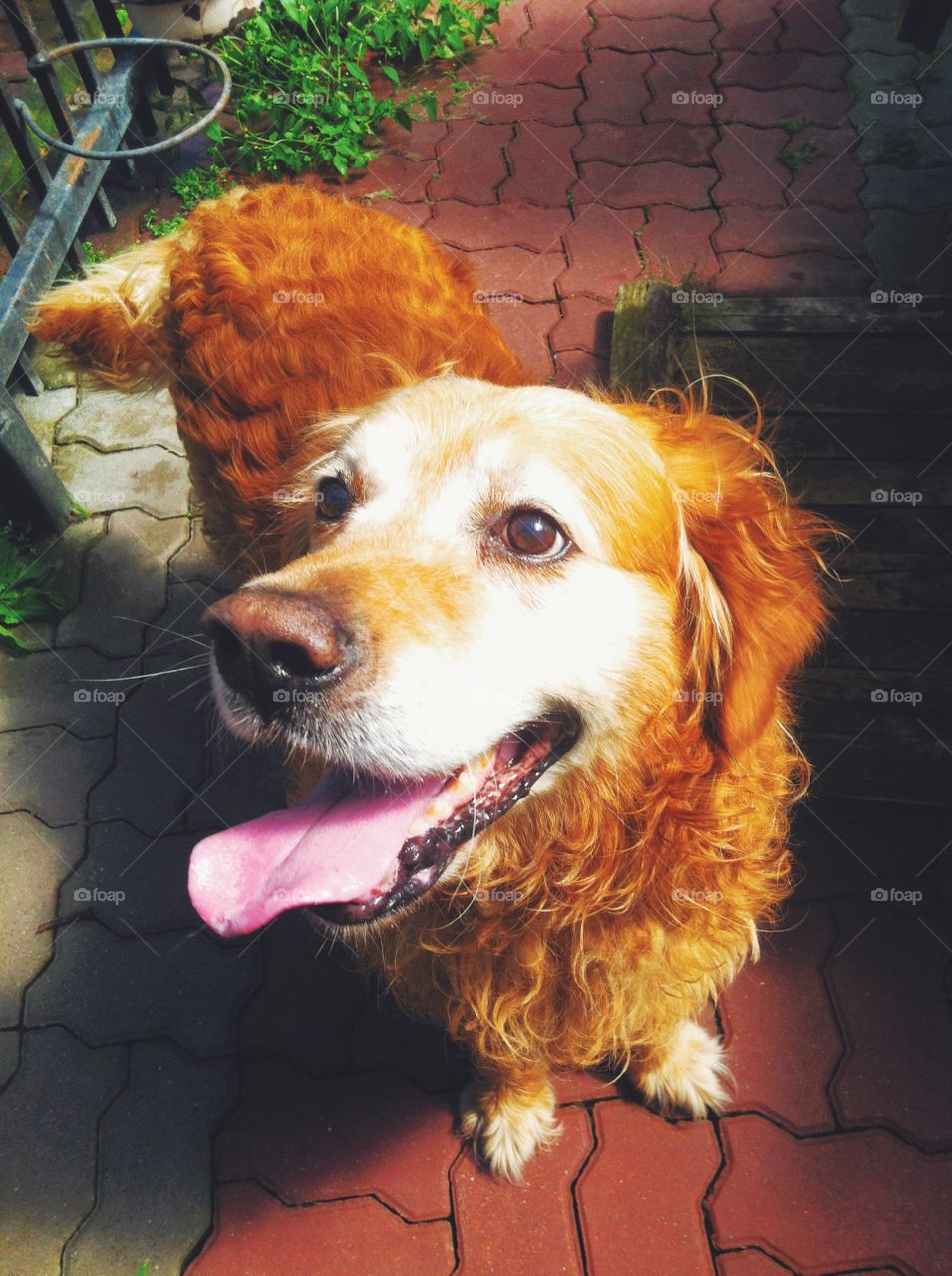 happy golden retriver