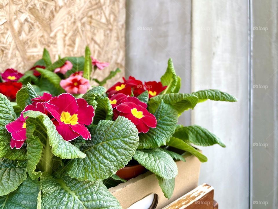 Beautiful blooming magenta flowers in the pots