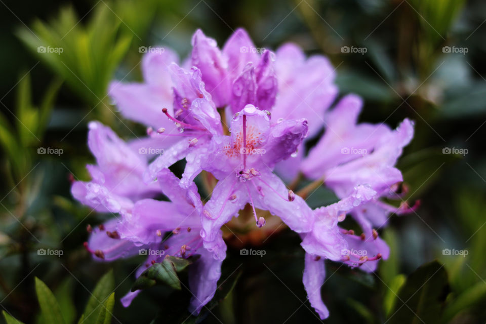 Rhododendron, naturally beautiful