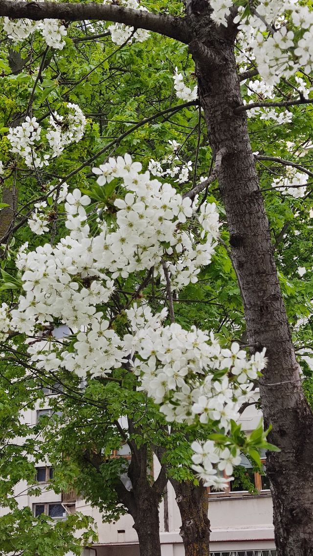 spring life