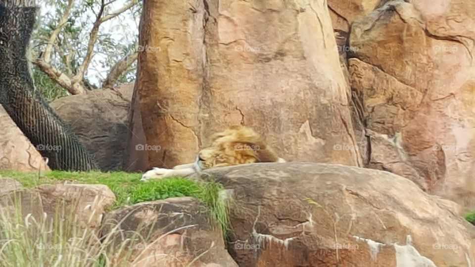 A lion sleeps peacefully atop the rocks.