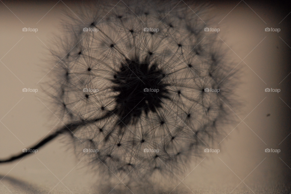 dandelion flower by lightanddrawing