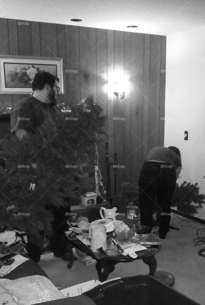 putting up the Christmas tree