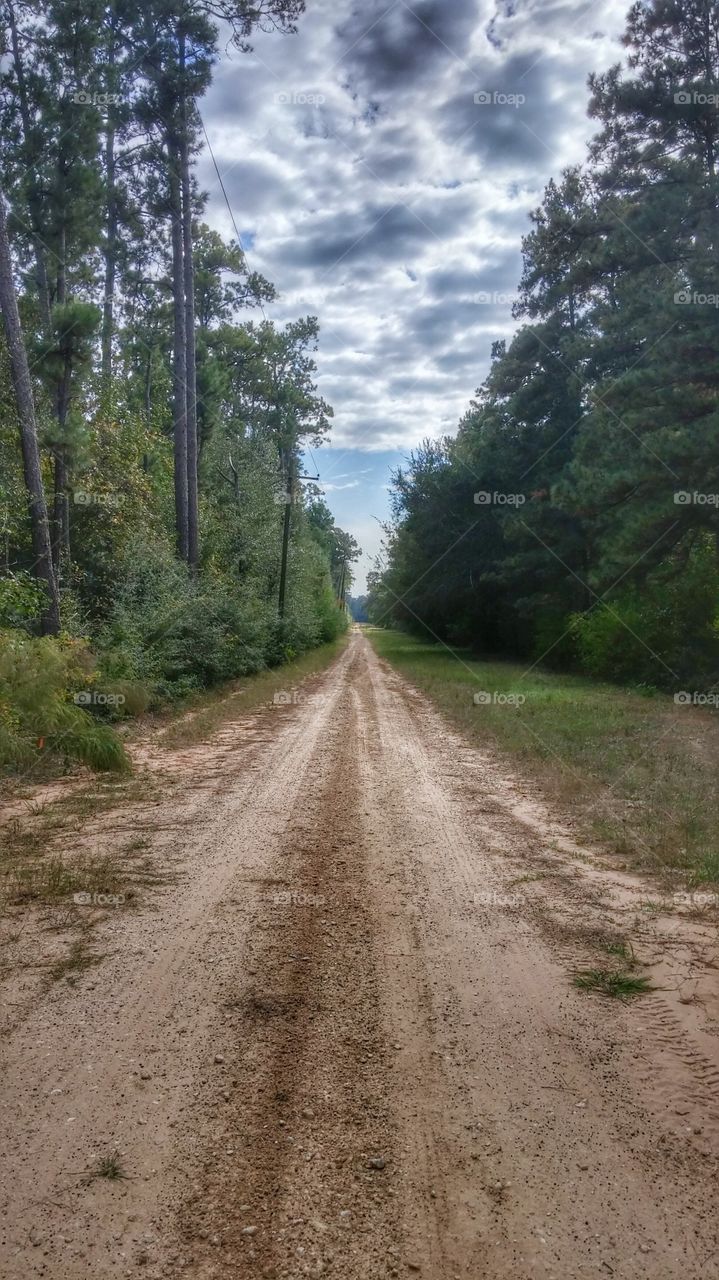 Long road. Walking my dog