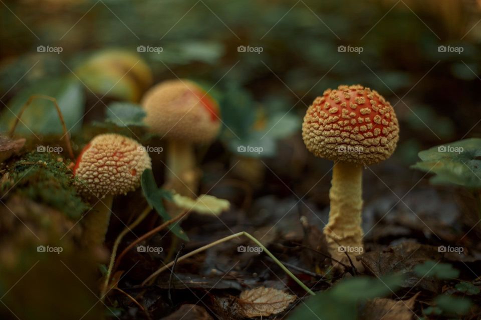 Red am Amanita mushrooms in autumn forest 