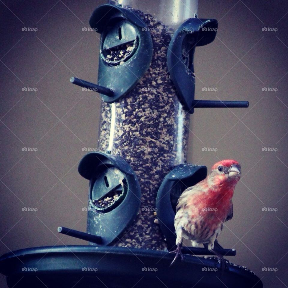Finch
