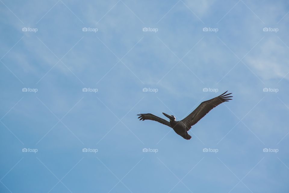 Pelican 