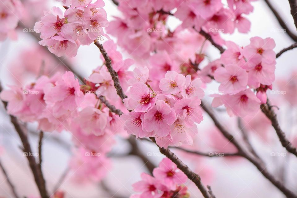 Cherry blossoms