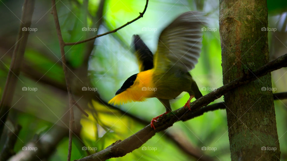 Birdwatching nella foresta pluviale