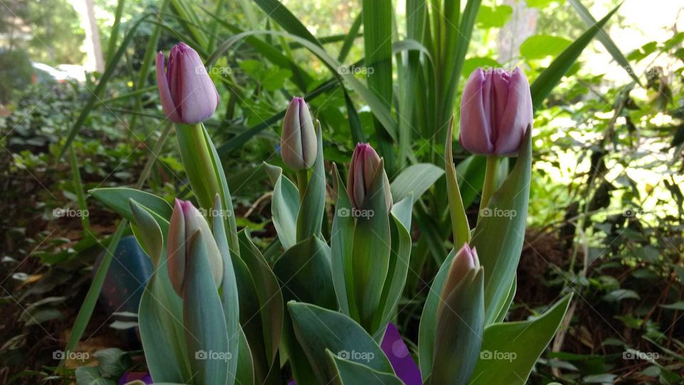 Easter tulips