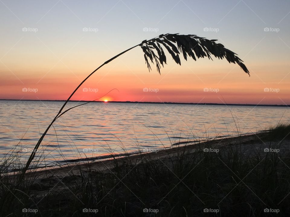 Sea oat. The silhouette of a sea oat during the golden hour