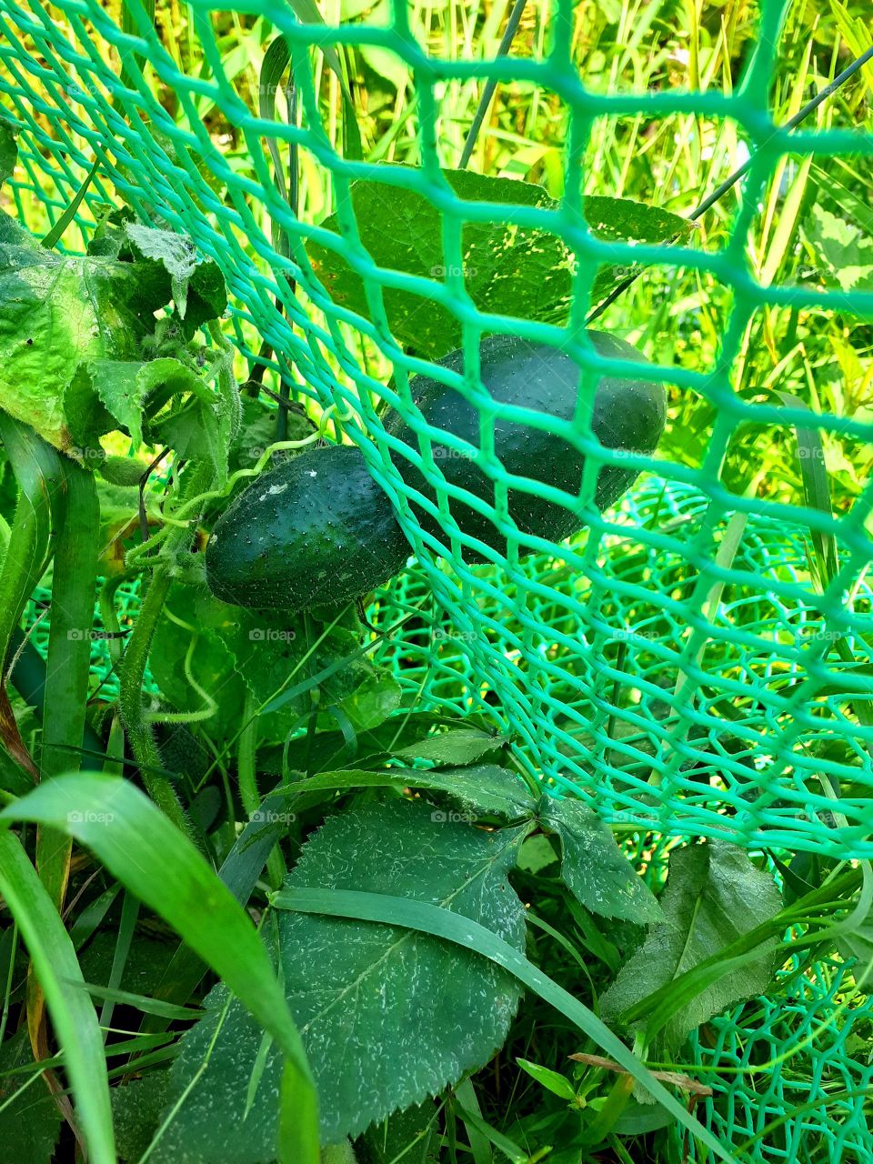 огурец молодец