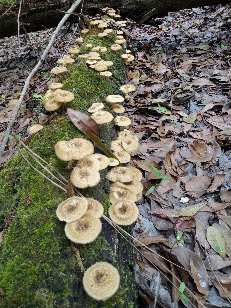 a cluster of mushrooms on a mossy log in the forest