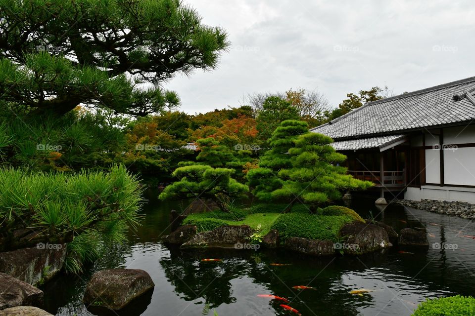 Japanese koi fish pond