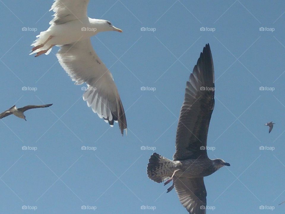 Beautiful flock of seagull flying cross the sky.