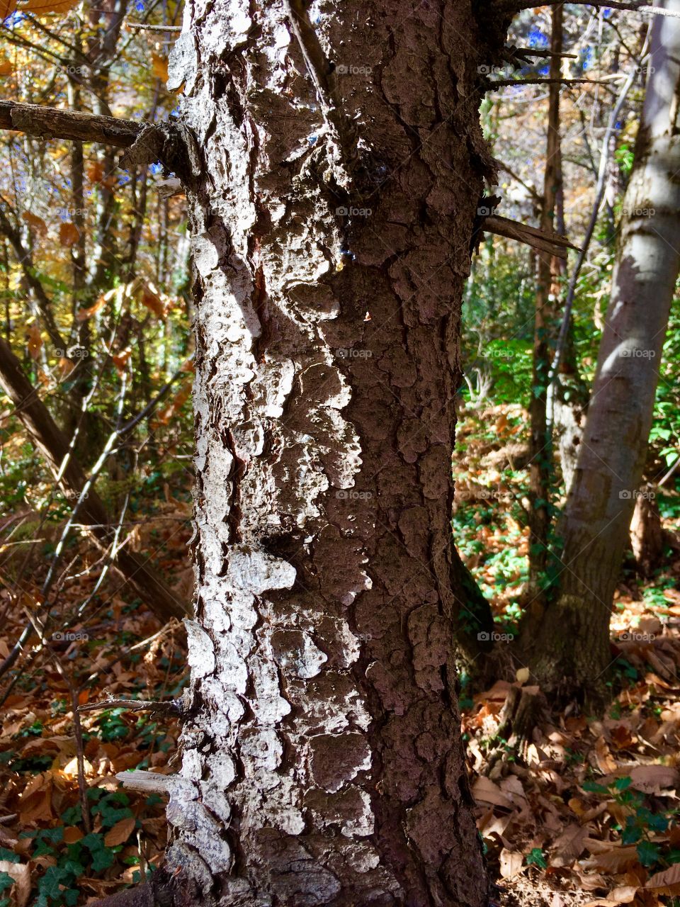 detail of Scots pine in an autumn forest