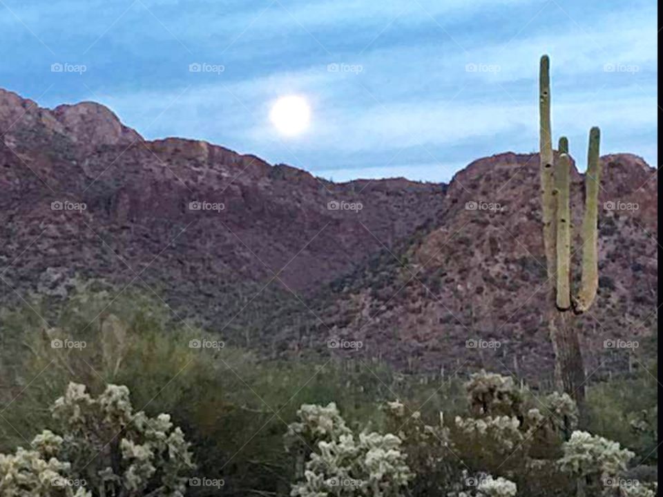Desert moonlight
