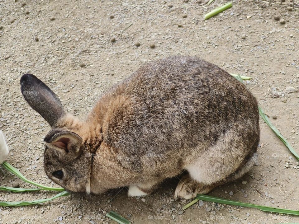 Rabbits at Chulu Ranch in Beinan Township