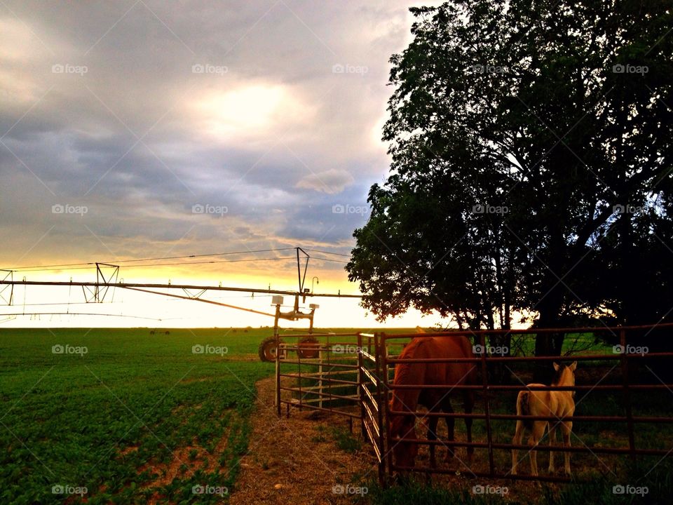 Quiet farm sunset 