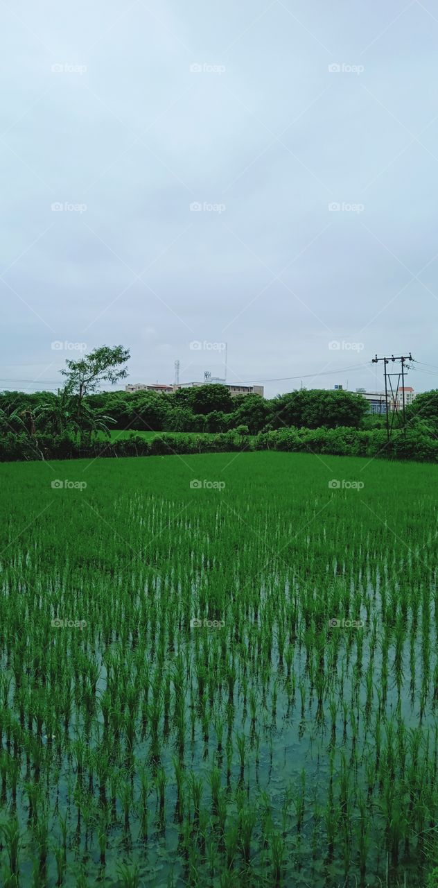 Nature of agriculture