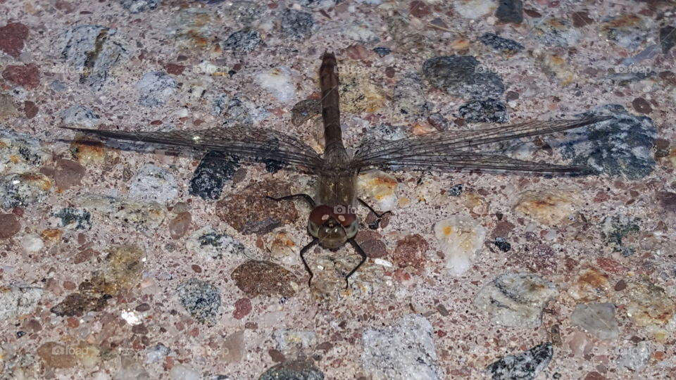 Dragonfly up close