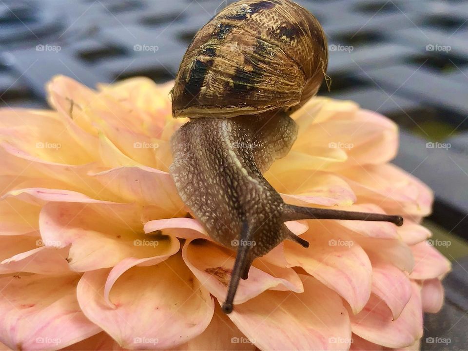 Snail