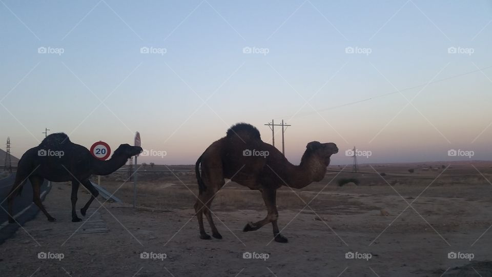 Camel Sahara 