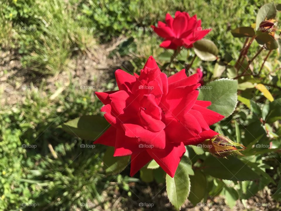 Rosebud on the Rosebud Reservation blooming more & more everyday!