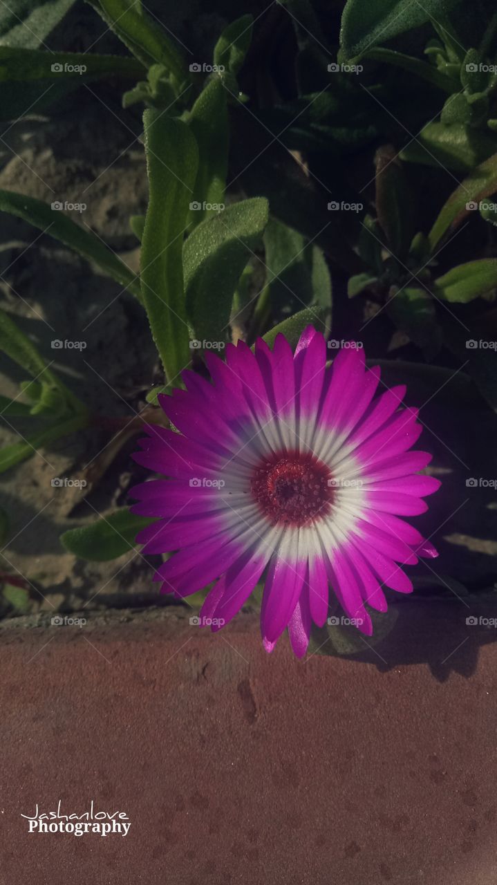 Flower, Nature, No Person, Flora, Garden