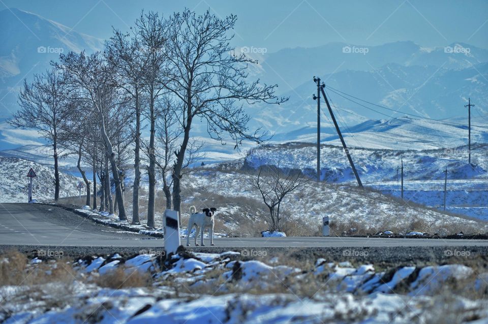 spring mountain landscape with trees and a dog. snow melts in the mountains.