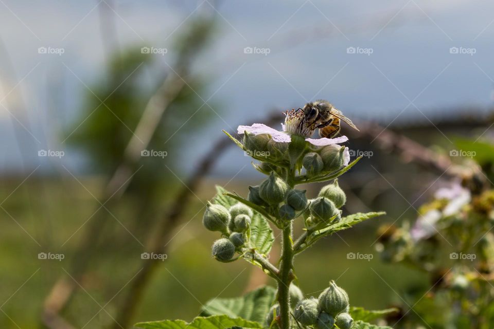 A bee on a blackberry flower