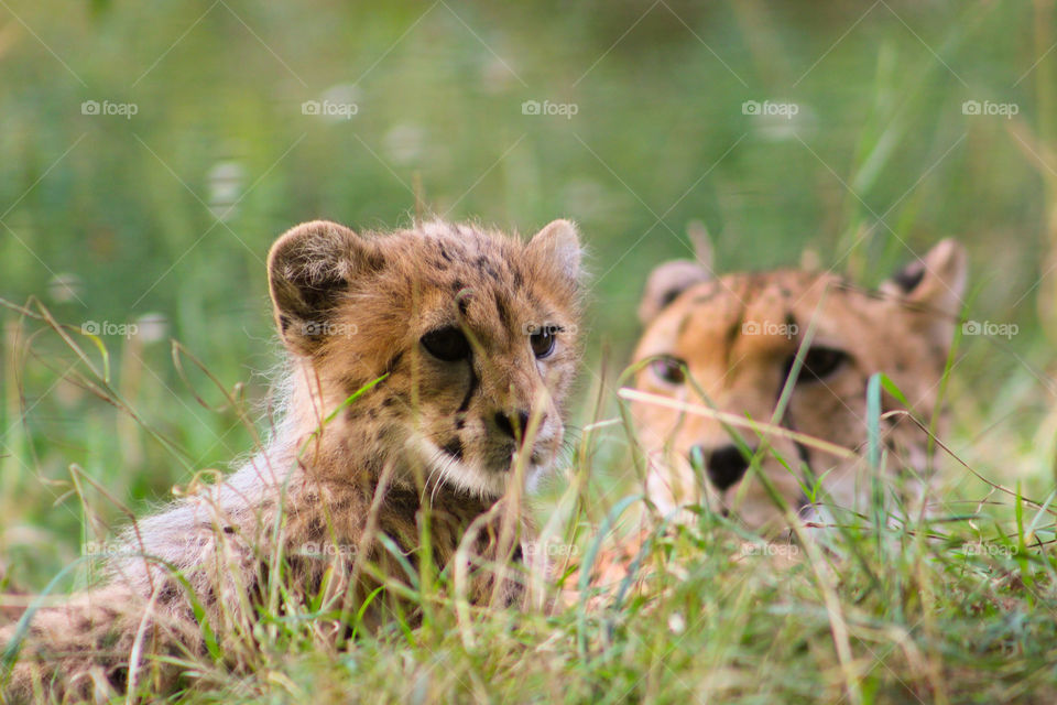 lovely cute baby cheetah family