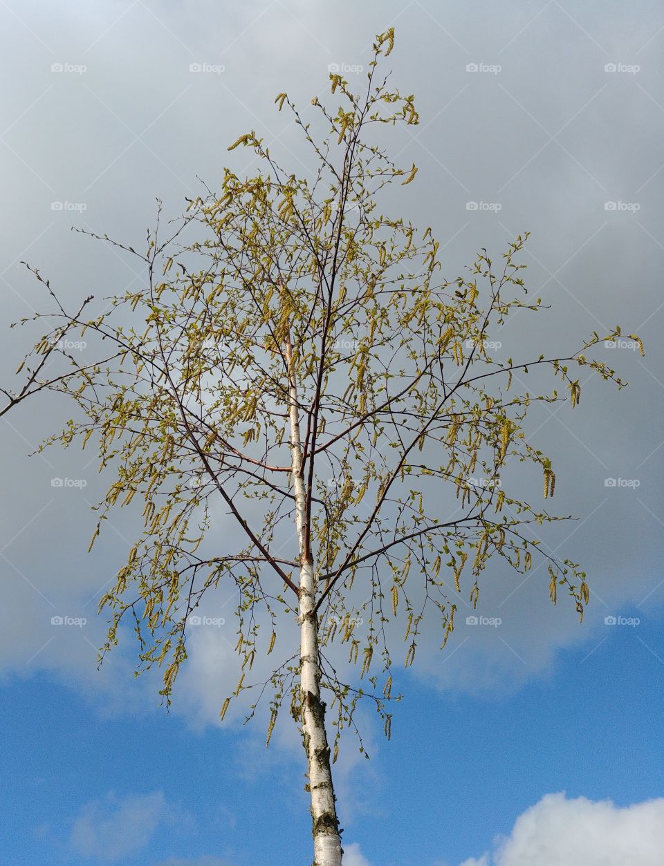 birke baum Himmel b