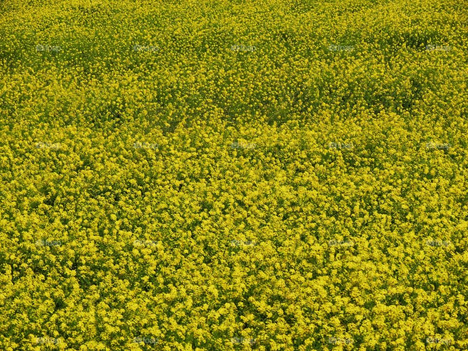 Field Of Wild Mustard Flowers
