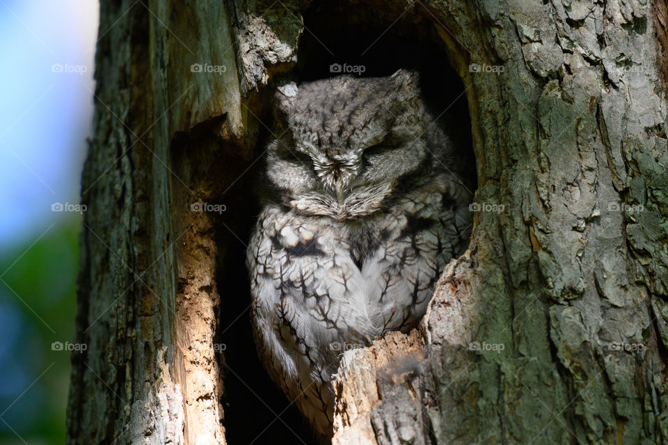 Easter screech owl