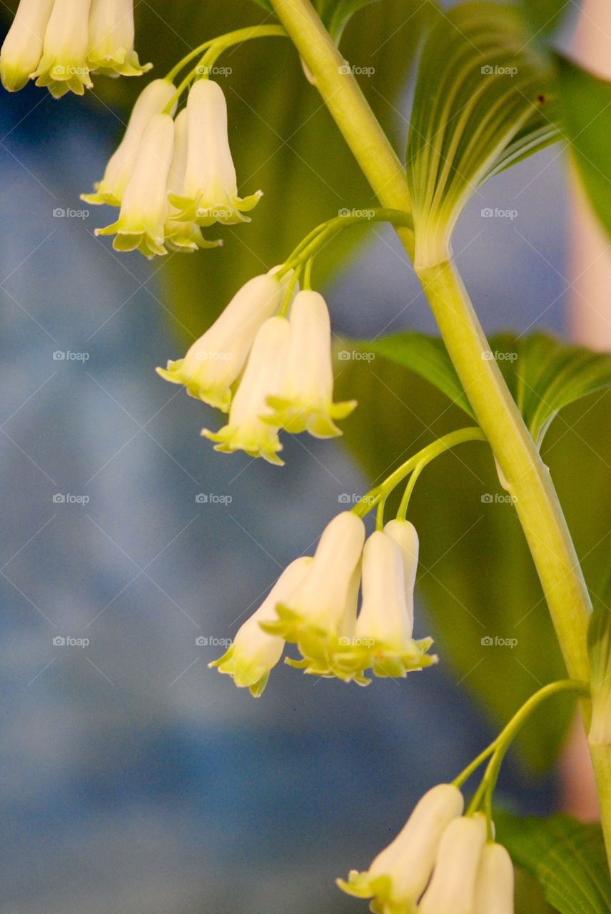 Close-up of flowering plant