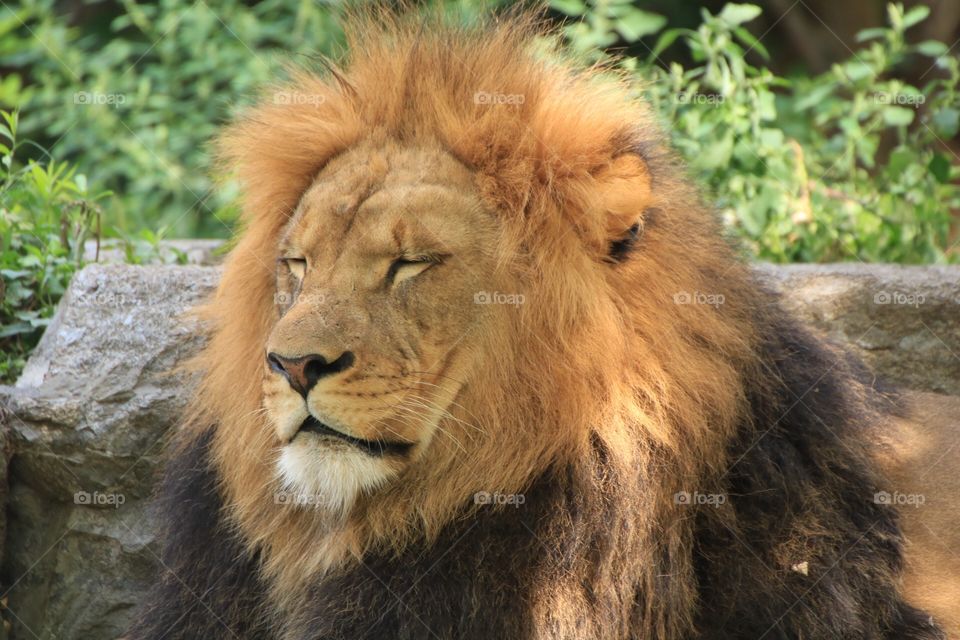 Lion