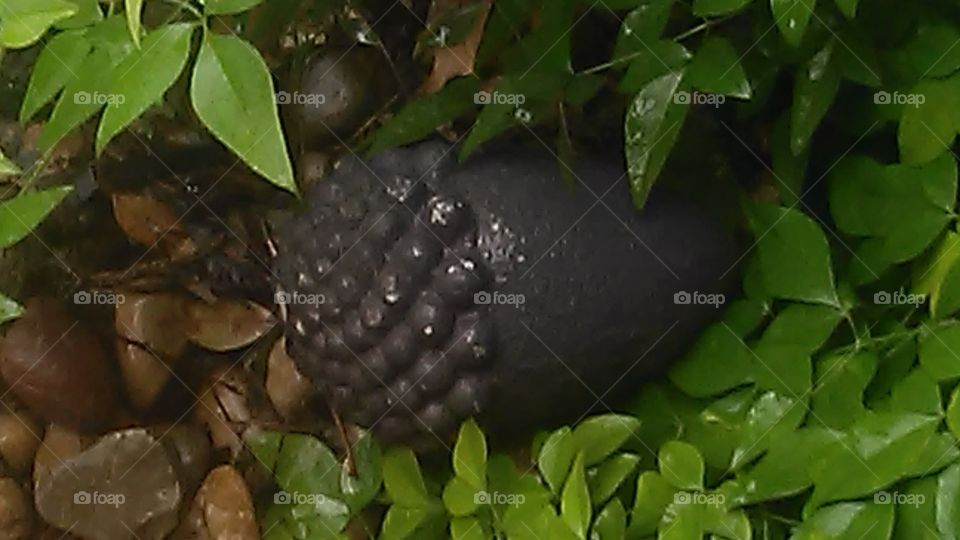 acorn garden. this is a picture of an acorn that lies in a rock garden