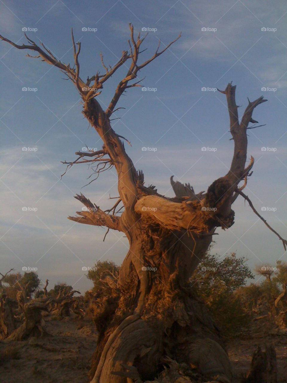 Poplar tree,dying for hundred years 