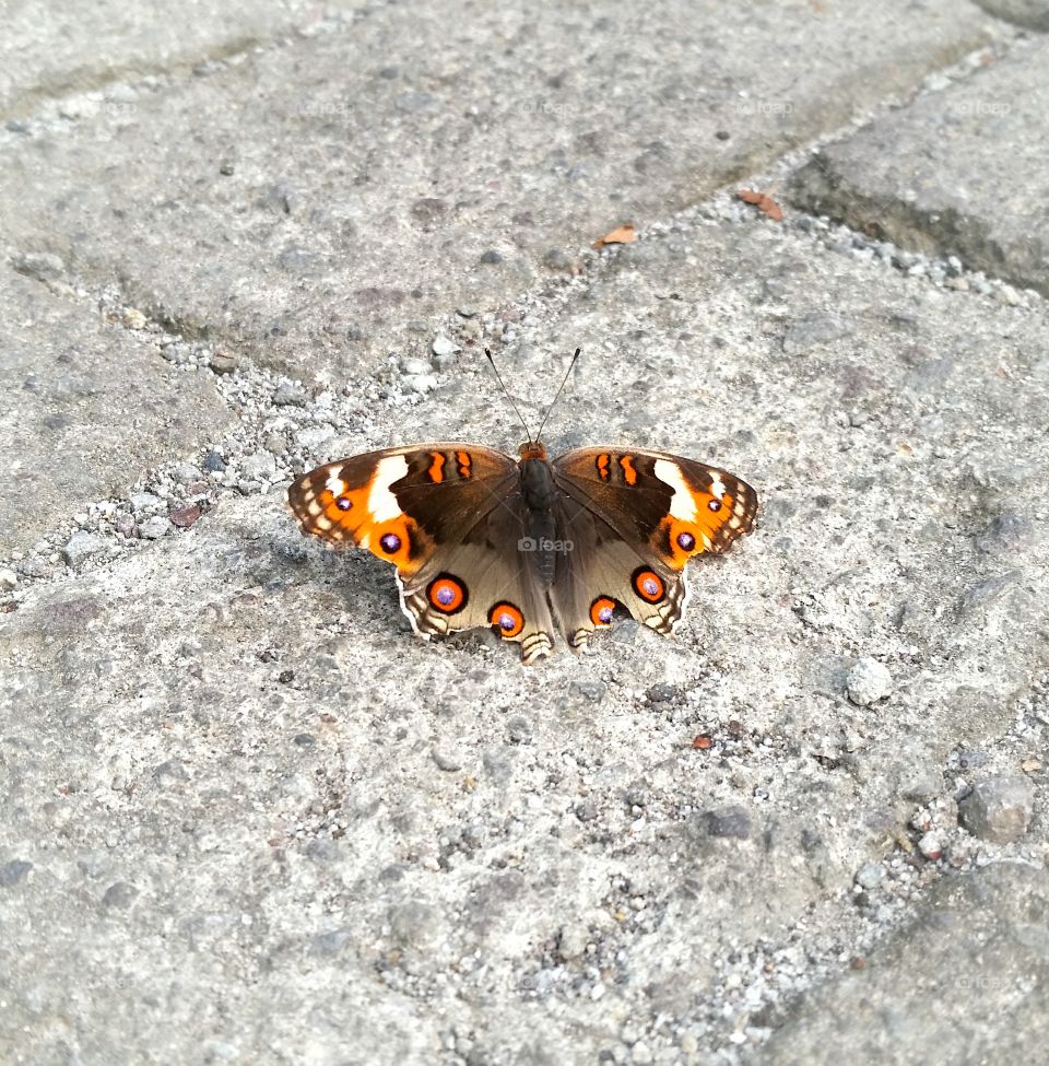 Butterfly lose some of its wings...but still look wonderful...