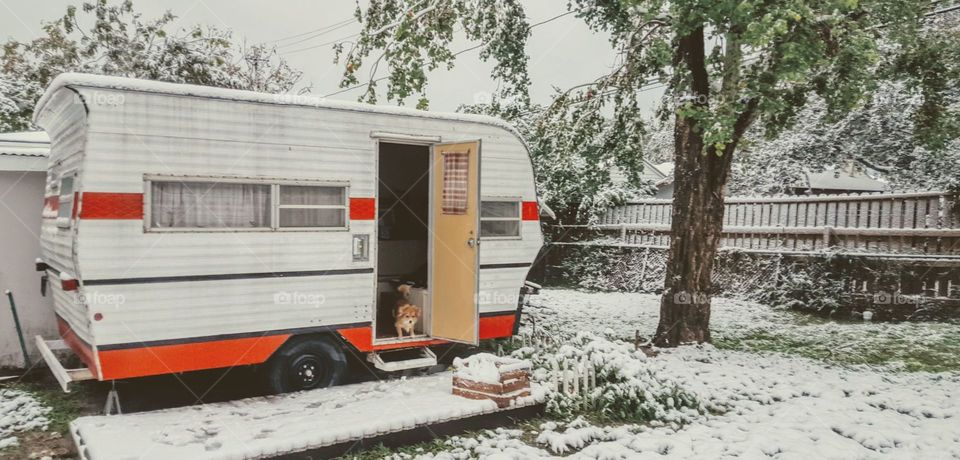 Trailer Pup in Snow