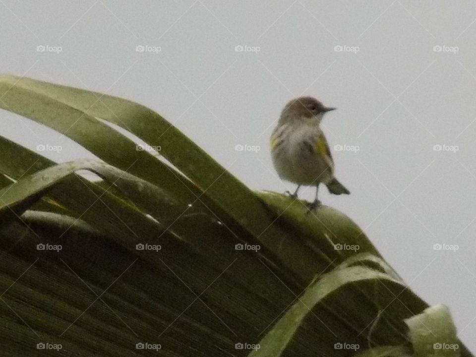 tiny bird
