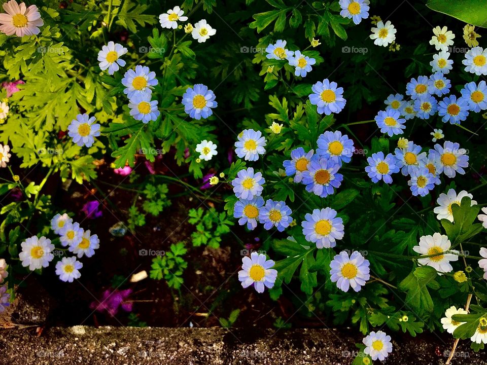 Small summerflowers