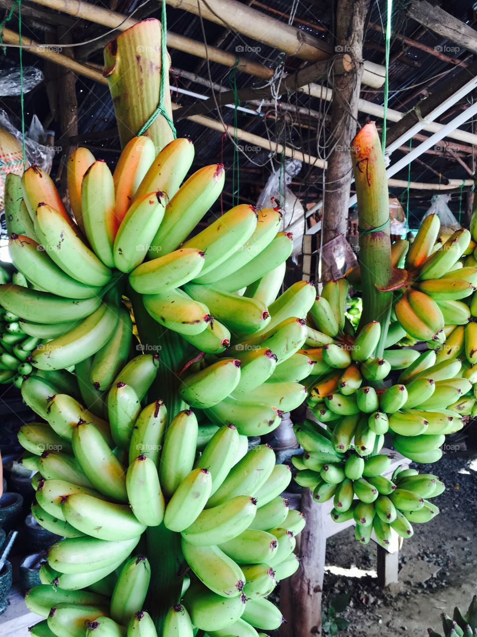 Greeny banana fruit trend color 2017