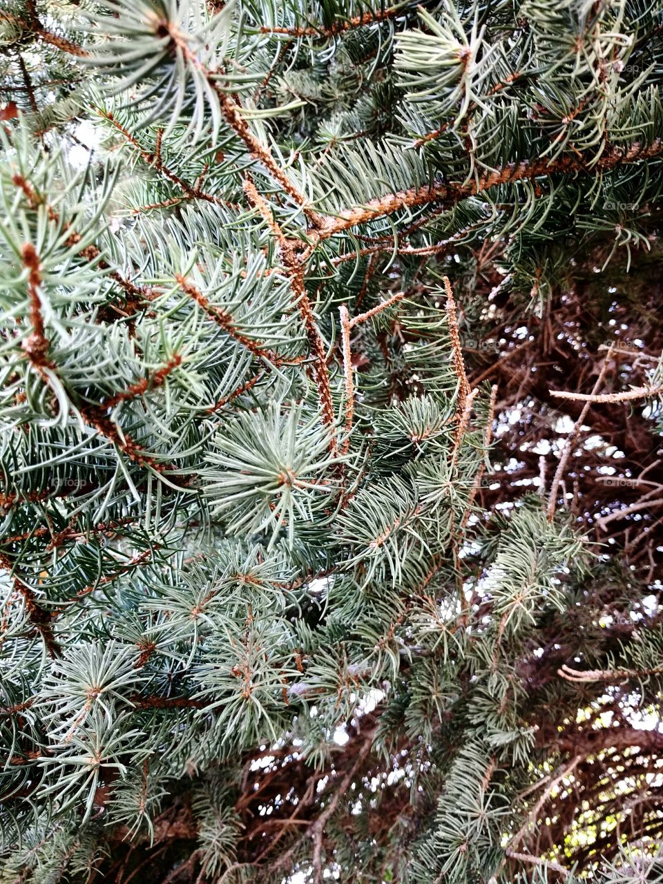 Blue Spruce Branches