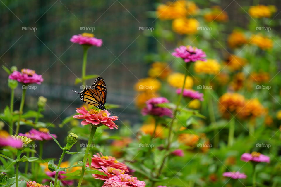 A monarch butterfly. 